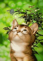 Riki